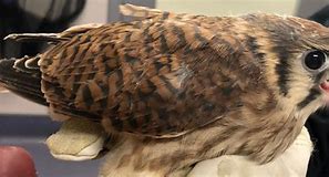 Image result for Baby Kestrel Rescue