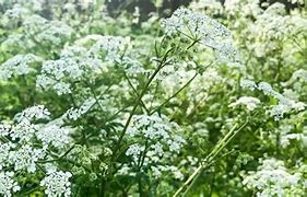 Image result for Most Dangerous Plant in the World