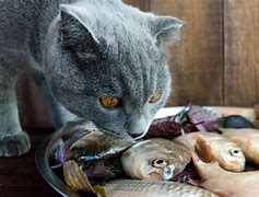 Image result for Cats Like Fish