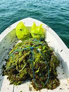 Image result for Abandoned Fishing Nets