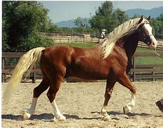 Image result for Welsh Cob Hoof