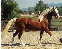 Image result for Welsh Cob Horse