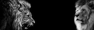 Image result for Lion Wallpaper Black and White