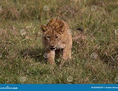 Image result for Lion Kitten