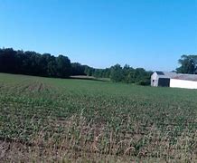 Image result for Michigan BlackBerry Trees