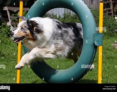 Image result for In the Hoop Dog Toys