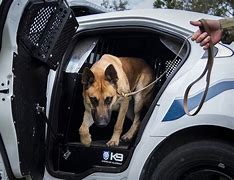 Image result for Police Car K9 Dog