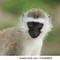 Image result for Cute Baby Vervet Monkey