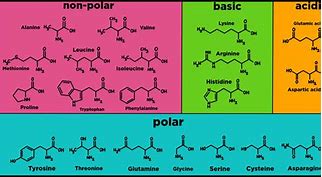 Image result for Amino Acid Properties Chart