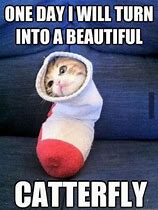 Image result for Cat Memes Funny Clean Work