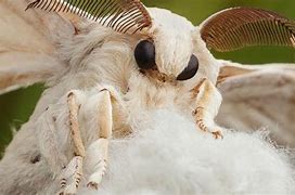 Image result for Australian Poodle Moth