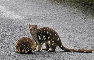 Image result for Tasmanian Cat