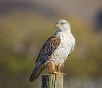 Image result for Ferruginous Hawk