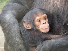 Image result for Stillborn Chimp