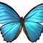 Image result for butterfly wings patterns