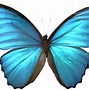 Image result for butterfly wings patterns