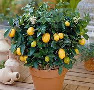 Image result for Mini Lemon Tree Indoor