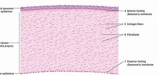 Image result for Histology of the Cornea