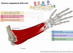 Image result for Extensor Tendons Dorsal Hand