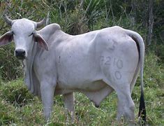 Image result for Bos Taurus Male