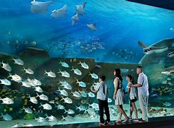 Image result for Sea Fish Aquarium