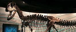 Image result for Giant Skeleton Brazil Museum