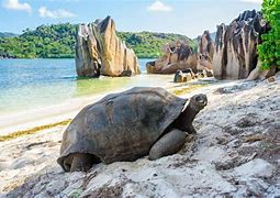 Image result for Seychellen