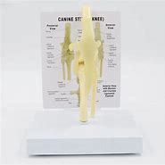 Image result for Canine Knee Anatomy