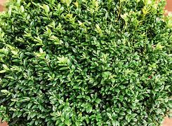 Image result for English Boxwood Shrubs