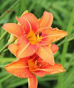 Image result for Wild Lily Plants Outdoors