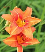 Image result for Wild Lily