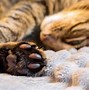 Image result for Classic Swirls Tabby