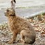 Image result for brown hare baby