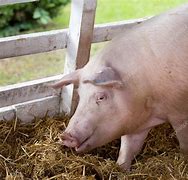 Image result for Large White Swine