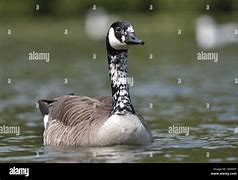 Image result for Canada Goose Female