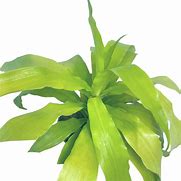 Image result for Dracaena Limelight