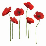 Image result for Purple Poppy No Background