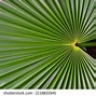 Image result for Palm Thatch Roof