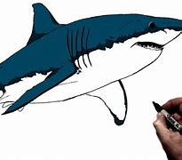 Image result for MA White Sharks