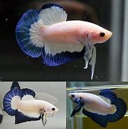 Image result for Blue Rim Betta Fish