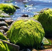 Image result for Algae Examples