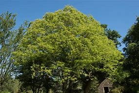 Image result for Elm Tree Roots