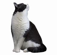 Image result for Keroppi Cat Black and White