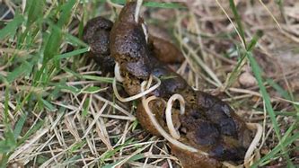 Image result for Worms in Kittens Poop