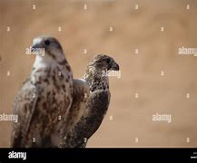 Image result for Desert Eagle Bird