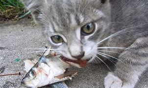 Image result for Cat Eating Raw Fish