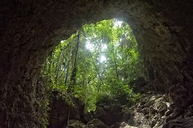 Image result for Inside Cave Forest