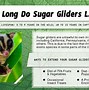 Image result for What Does Sugar Glider Eat