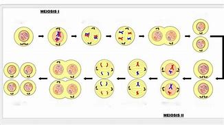 Image result for Meiosis 1 and 2 Drawing