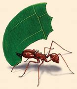 Image result for Atta Ant